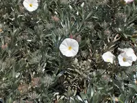 Silverbush