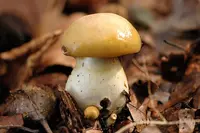 yellow webcap (Cortinarius delibutus) plant