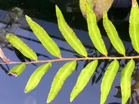 Mangrove Fern