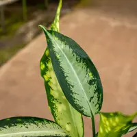 Dumbcane