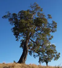 highland tamarind (Acacia heterophylla) plant