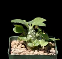 Dorstenia foetida in the pot
