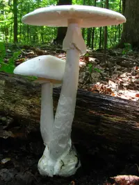 Eastern North American Destroying Angel