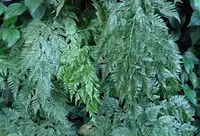 Griffith Humata (Davallia griffithiana) plant