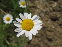 Roman chamomile