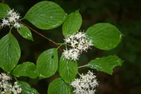 pagoda dogwood