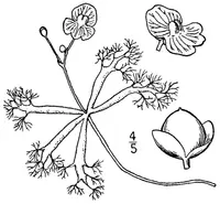 little floating bladderwort