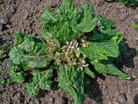 mandrake