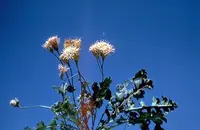 featherleaf desertpeony