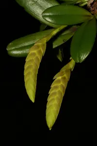 Bulbophyllum occultum