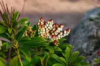 Japanese pieris (Pieris japonica) plant