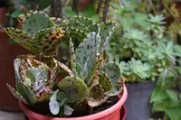 Kalanchoe marmorata