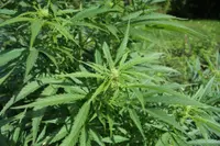 cannabis