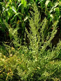 common orache