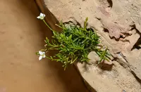 Moehringia sedoides
