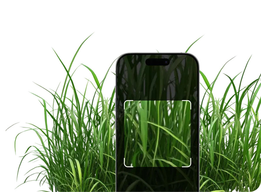 Grass Identification – Hero