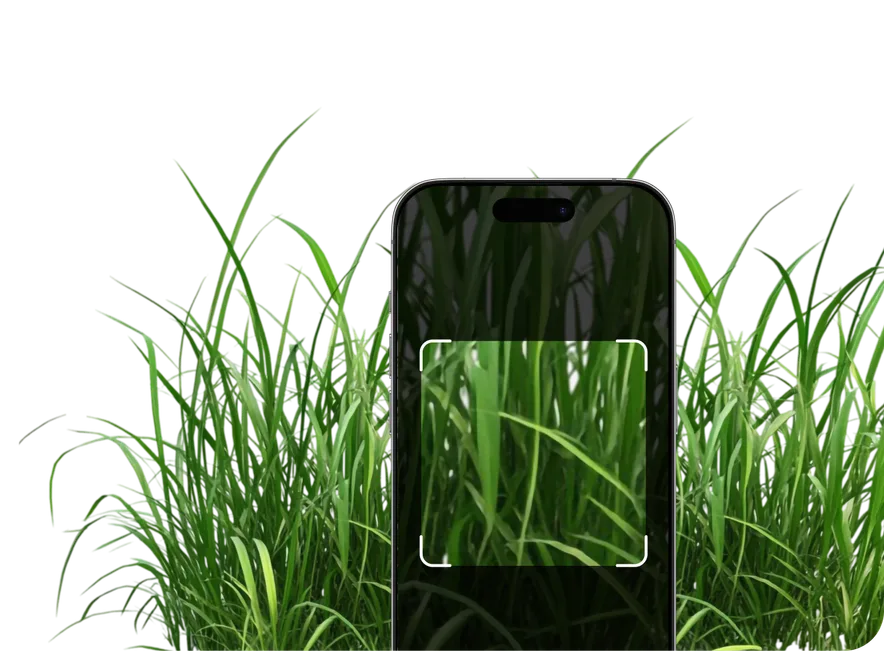 Grass Identification – Hero