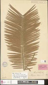 Cycad