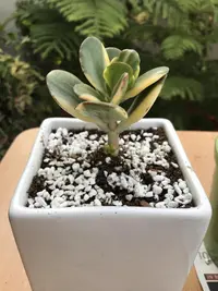 Jade Plant