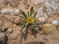 Rose of Jericho (Pallenis hierochuntica) plant
