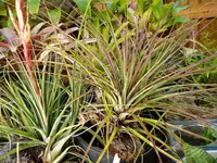 Tillandsia schiedeana