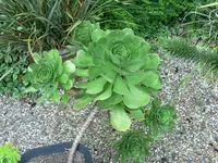 Aeonium ciliatum (Aeonium ciliatum) plant