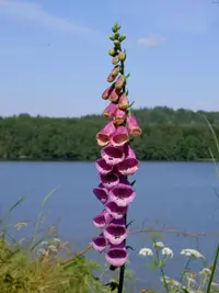 Foxglove