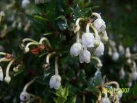 Prickly Heath (Gaultheria mucronata) plant
