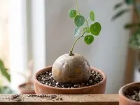 binh voi (Stephania pierrei) plant