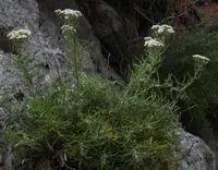 Chamomile-leaved Lavender-cotton