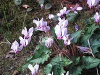 Ivy-leaved cyclamen (Cyclamen hederifolium) plant