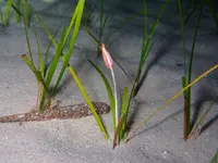 Slender Seagrass