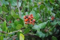 lemonade berry (Rhus integrifolia) plant
