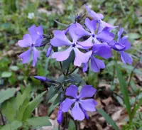 wild blue phlox (Phlox divaricata) plant