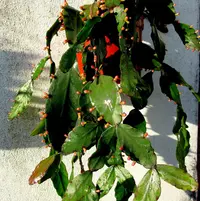 Rhipsalis elliptica (Rhipsalis elliptica) plant