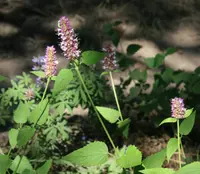nettleleaf giant hyssop