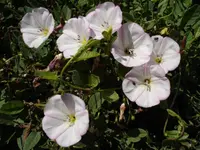 Field Bindweed (Convolvulus arvensis) plant