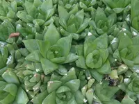 Cathedral Window Haworthia