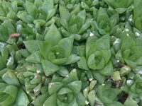Cathedral Window Haworthia