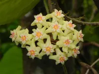 Hoya nicholsoniae (Hoya nicholsoniae) plant