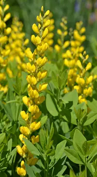 yellow wild indigo