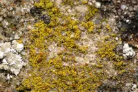 Candelariella coralliza (Candelariella coralliza) plant