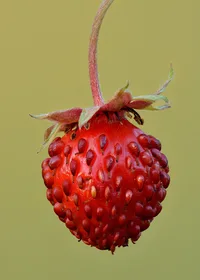 wild strawberry (Fragaria vesca) plant