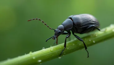 Vine Weevils