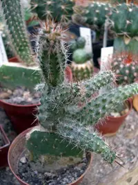 white fishhook cactus (Sclerocactus intertextus) plant