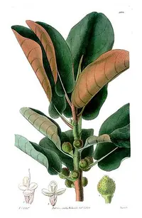 Port Jackson fig (Ficus rubiginosa) plant