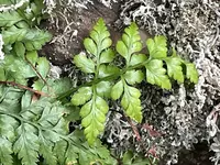 Asplenium balearicum leaves