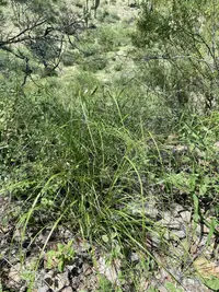 spidergrass