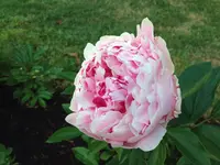 Peony