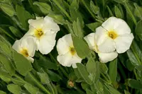 Natal primrose